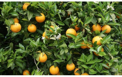 Citrus aurantium