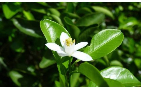 Citrus reticulata