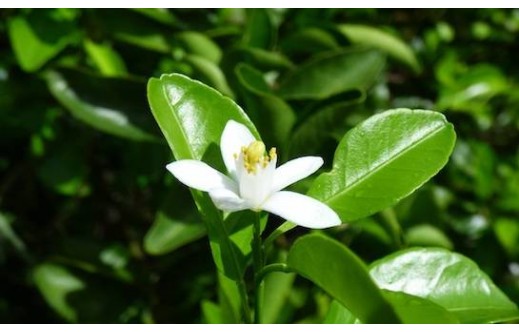 Citrus reticulata