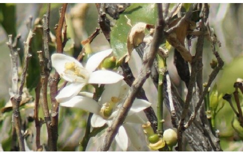 Citrus sinensis