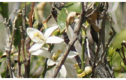 Citrus sinensis