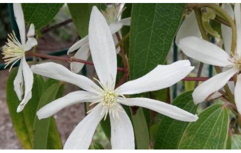 Clematis armandii