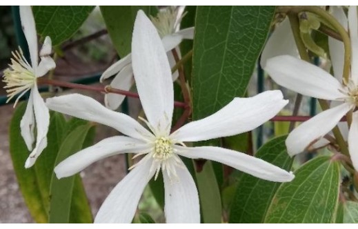 Clematis armandii