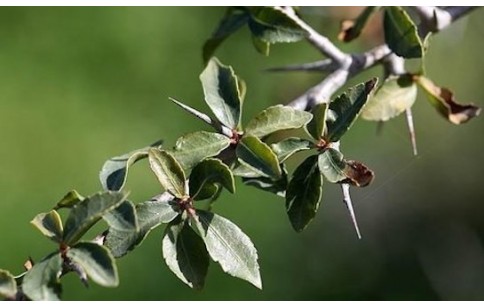 Commiphora molmol Engler