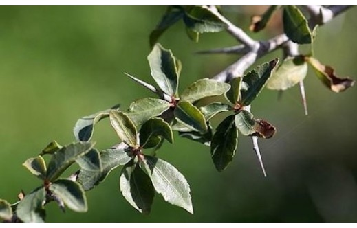 Commiphora molmol Engler