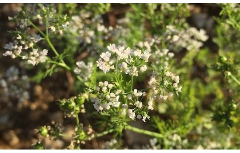 Coriandrum sativum