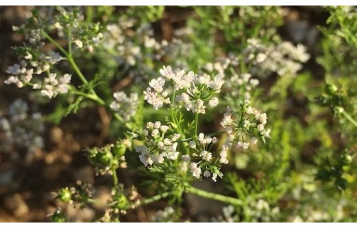 Coriandrum sativum