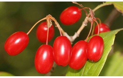 Cornus officinalis