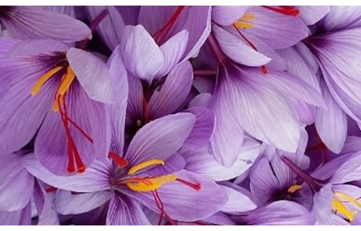 Crocus sativus