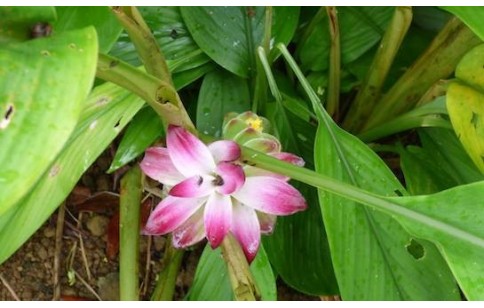 Curcuma longa reference material - Curcuma longa standard - Extrasynthese