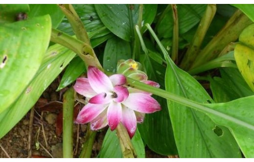 Curcuma longa