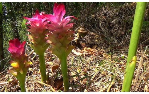 Curcuma zanthorrhiza