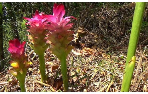 Curcuma zanthorrhiza