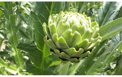 Cynara scolymus