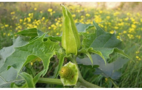 Datura stramonium