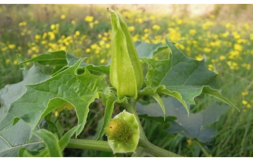 Datura stramonium