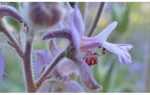 Delphinium staphisagria