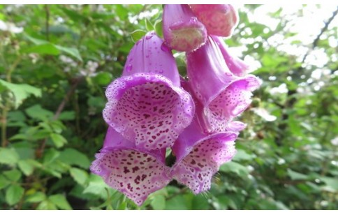 Digitalis purpurea