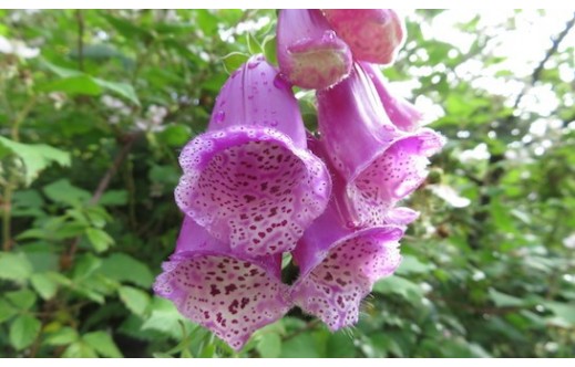 Digitalis purpurea