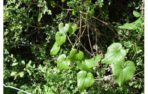 Dioscorea opposita