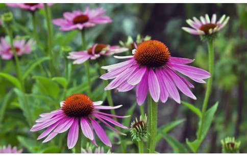 Echinacea angustifolia