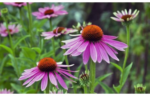 Echinacea angustifolia