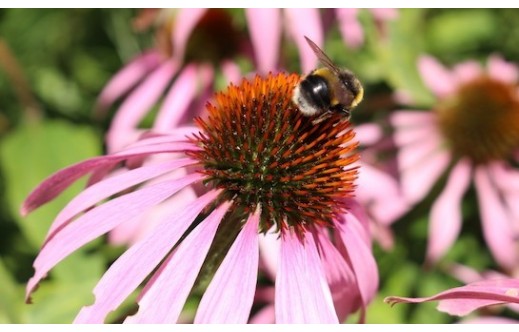 Echinacea pallida