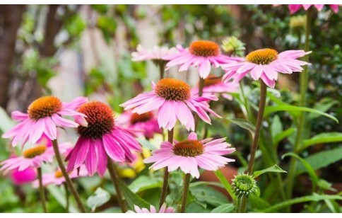 Echinacea purpurea