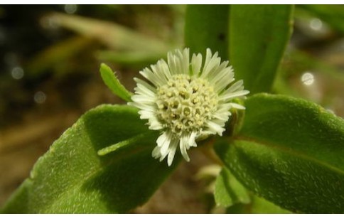 Eclipta prostrata