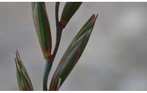 Elymus repens