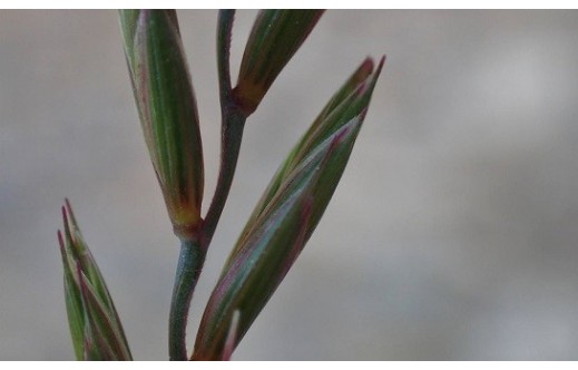 Elymus repens