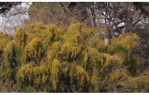 Ephedra sinica