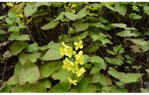 Epimedium brevicornum