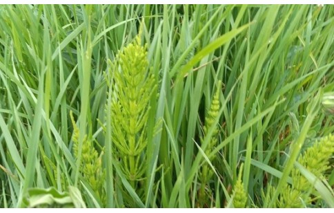 Equisetum arvense