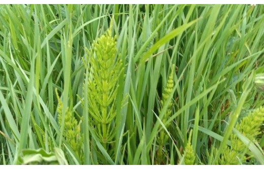 Equisetum arvense