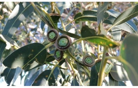 Eucalyptus globulus