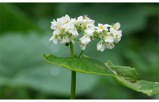 Fagopyrum esculentum