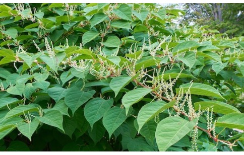 Fallopia multiflora