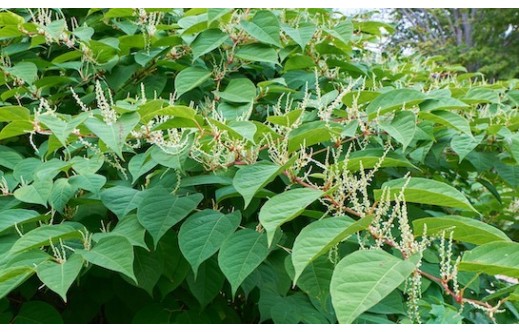 Fallopia multiflora