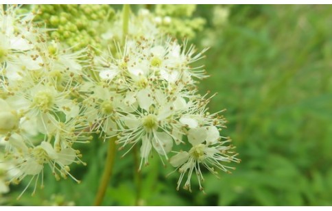 Filipendula ulmaria