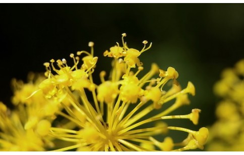 Foeniculum vulgare