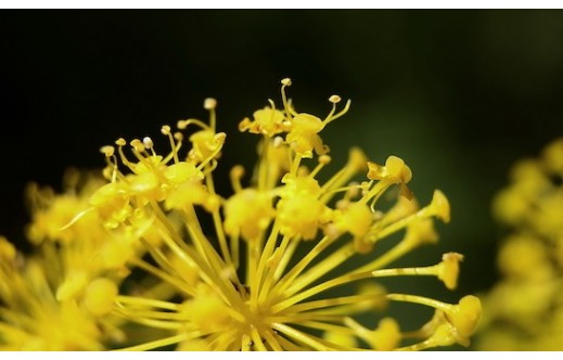 Foeniculum vulgare