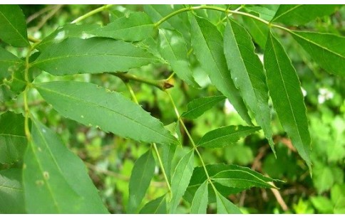 Fraxinus augustifolia