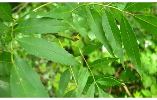 Fraxinus augustifolia