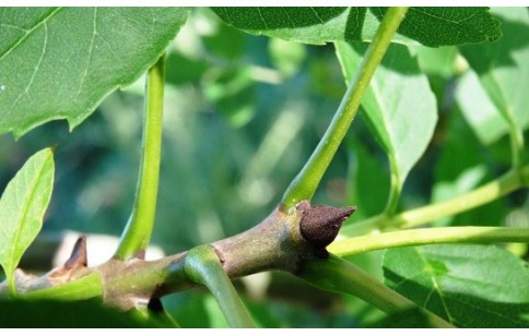 Fraxinus excelsior