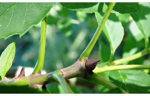 Fraxinus excelsior