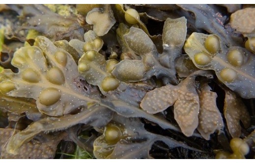Fucus vesiculosus