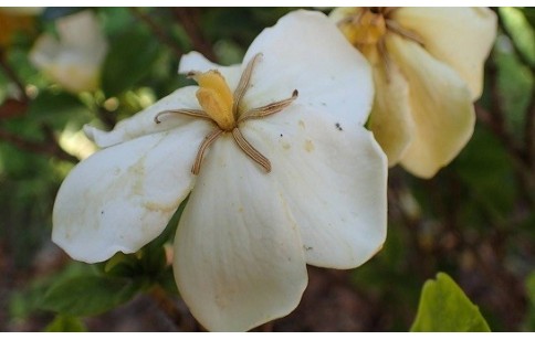 Gardenia jasminoides