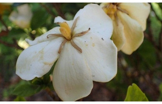 Gardenia jasminoides