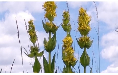 Gentiana lutea